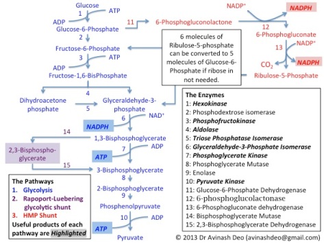 Anabolic pathways do not depend on enzymes