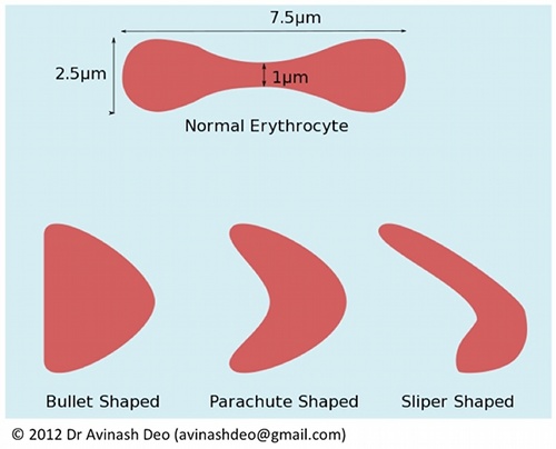 Erythrocytes change shape with increasing flow rate
